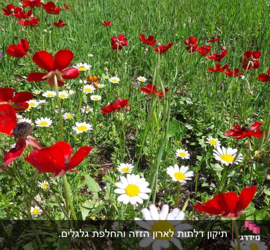 שדה פרחים עם כלניות אדומות וחינניות לבנות